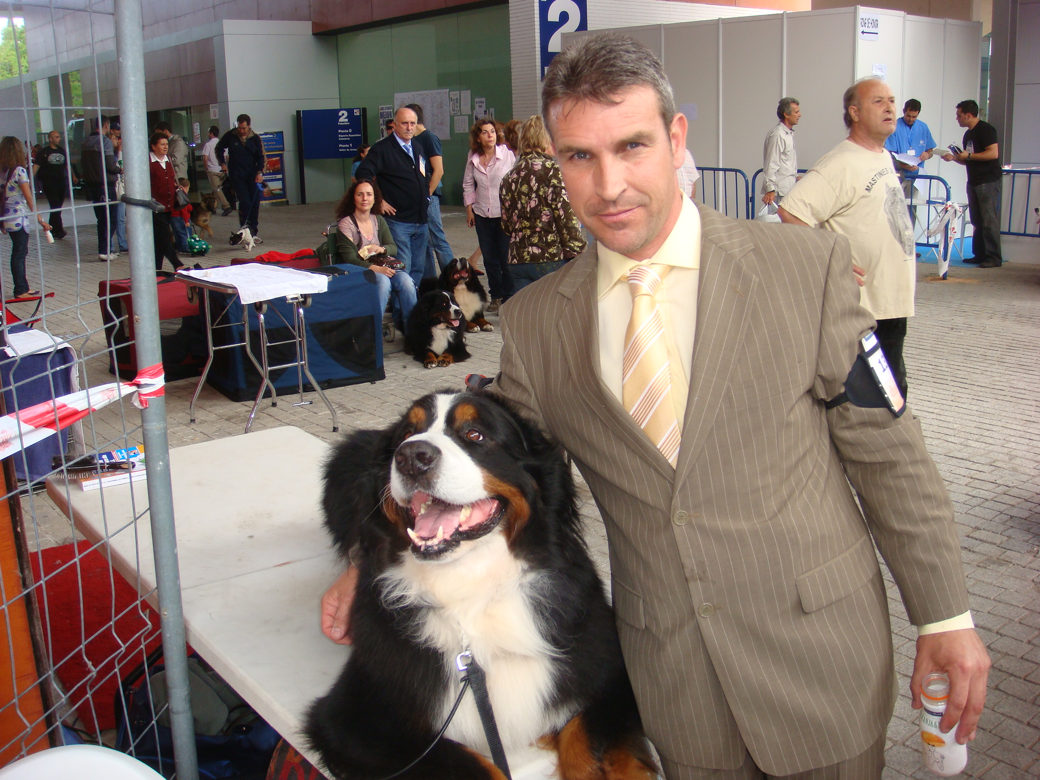 spanish dog show bernese